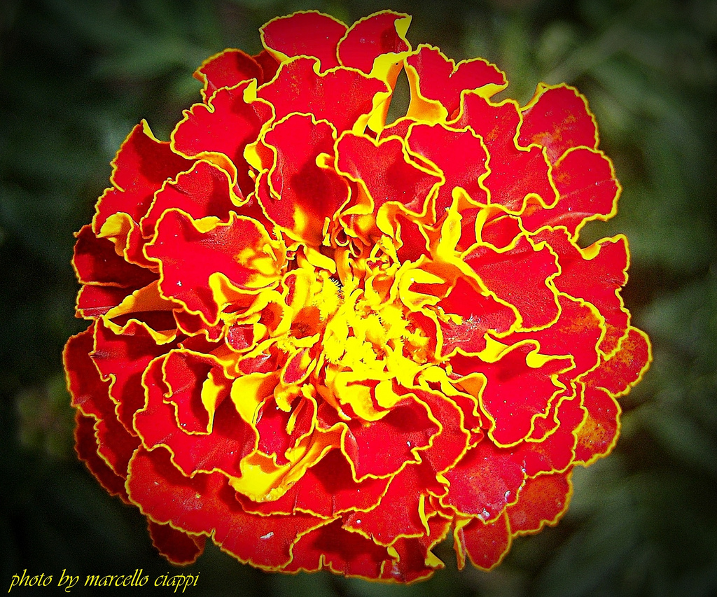 French marigold,گل جعفری
